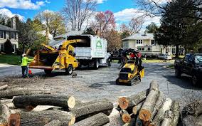 Best Tree and Shrub Care  in Spring, TX